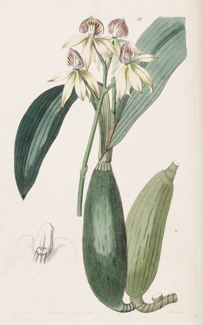 Prosthechea cochleata von Miss Drake